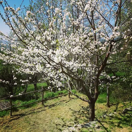Berzuaia